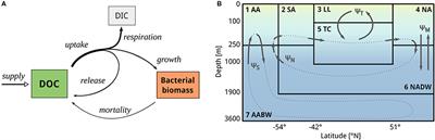 Microbial Physiology Governs the Oceanic Distribution of Dissolved Organic Carbon in a Scenario of Equal Degradability